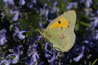 Sar Azamet (Colias croceus)