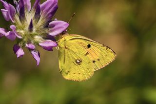 Sar Azamet (Colias croceus)