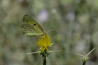 Sar Azamet (Colias croceus)