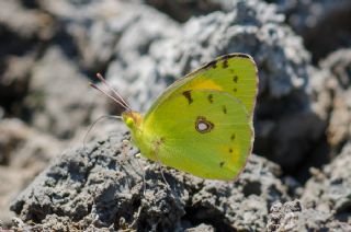 Sar Azamet (Colias croceus)