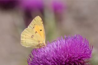 Sar Azamet (Colias croceus)