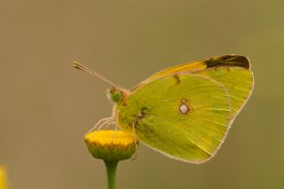 Sar Azamet (Colias croceus)
