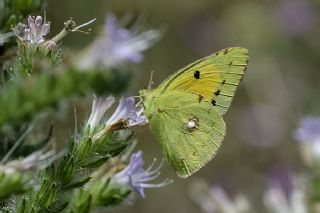 Sar Azamet (Colias croceus)