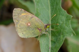 Sar Azamet (Colias croceus)