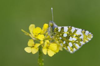 Da Oykls (Euchloe ausonia)