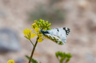Da Oykls (Euchloe ausonia)