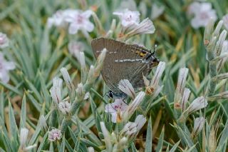 Gzel Sevbeni (Satyrium spini)