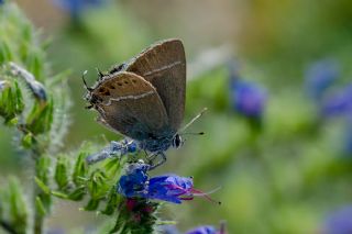 Gzel Sevbeni (Satyrium spini)