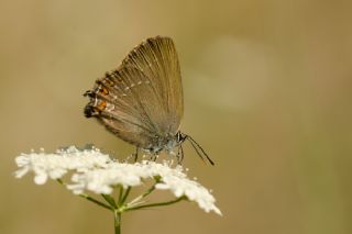 Byk Sevbeni (Satyrium ilicis)