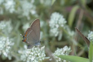 Byk Sevbeni (Satyrium ilicis)