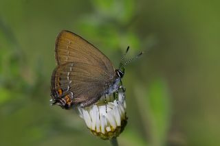 Byk Sevbeni (Satyrium ilicis)