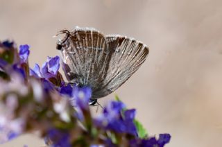 Mavi Benekli Sevbeni (Satyrium zabni)