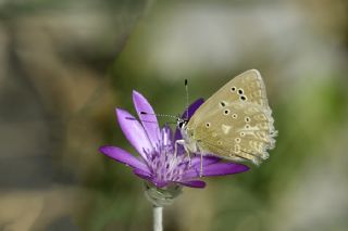 okgzl Dafnis (Polyommatus daphnis)