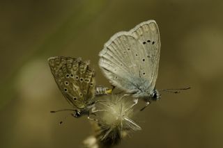 okgzl Dafnis (Polyommatus daphnis)