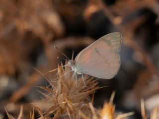 Mezopotamya Kolotisi (Colotis fausta)