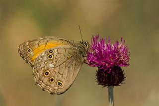 Aa Esmeri (Kirinia roxelana)