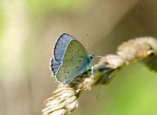 Fransz Everesi (Cupido alcetas)