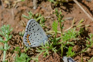 Himalaya Mavisi&nbsp;(Pseudophilotes&nbsp;vicrama)
