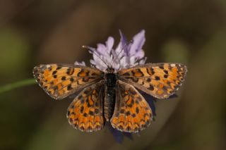 Gzel parhan (Melitaea syriaca)