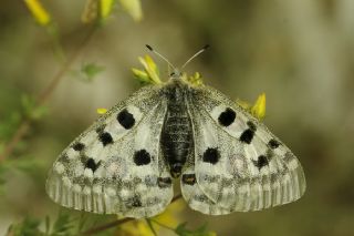 Apollo (Parnassius apollo)