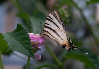 Erik Krlangkuyruk (Iphiclides podalirius)
