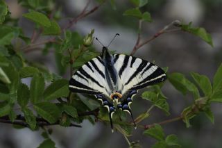 Erik Krlangkuyruk (Iphiclides podalirius)