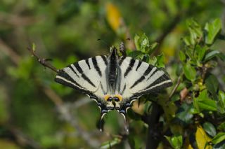 Erik Krlangkuyruk (Iphiclides podalirius)