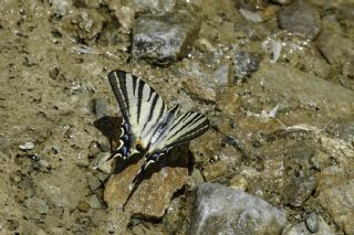 Erik Krlangkuyruk (Iphiclides podalirius)