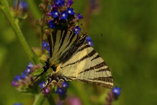 Erik Krlangkuyruk (Iphiclides podalirius)