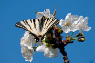Erik Krlangkuyruk (Iphiclides podalirius)