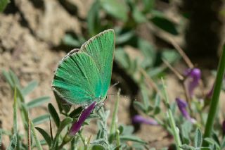 Anadolu Zmrt (Callophrys paulae)