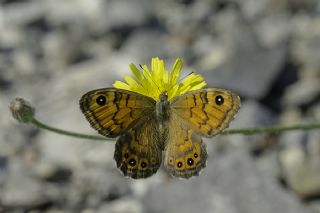 Kk Esmerboncuk (Lasiommata megera)