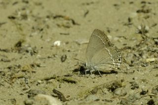 Sevbeni (Satyrium abdominalis)