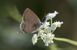 Sevbeni (Satyrium abdominalis)