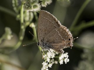 Sevbeni (Satyrium abdominalis)