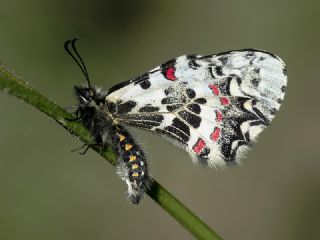 Kafkas Fistosu (Zerynthia caucasica)