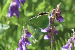 Zmrt (Callophrys rubi)