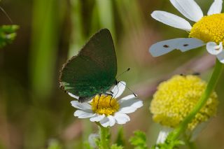 Zmrt (Callophrys rubi)