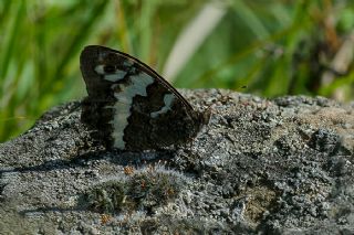 Kara Murat (Brintesia  circe)