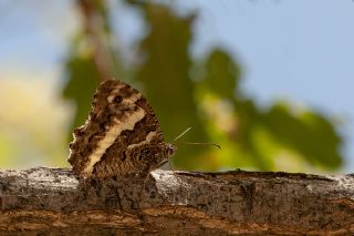 Kara Murat (Brintesia  circe)