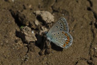 okgzl Meneke Mavisi (Polyommatus thersites)