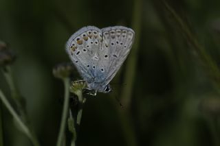 okgzl Meneke Mavisi (Polyommatus thersites)