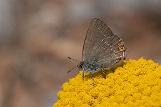 Minik Sevbeni (Satyrium acaciae)