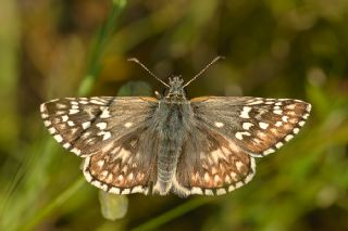 Sarbandl Zpzp (Pyrgus sidae)