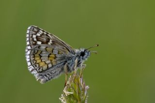 Sar Bandl Zpzp (Pyrgus sidae)