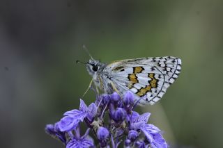 Sarbandl Zpzp (Pyrgus sidae)