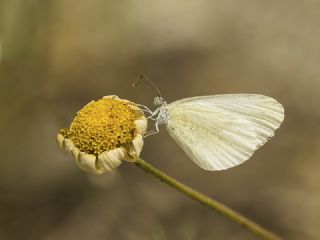 Doulu Narin Orman Beyaz (Leptidea duponcheli)