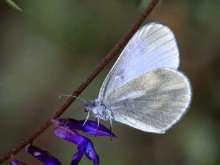 Narin Orman Beyaz (Leptidea sinapis)