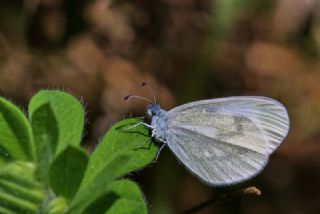 Narin Orman Beyaz (Leptidea sinapis)