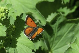 Ate Bakr Gzeli (Lycaena candens)